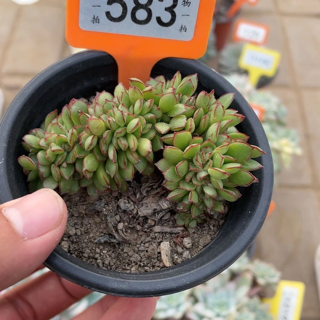 【闪购商品】583号