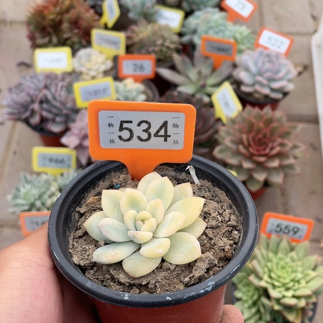 【闪购商品】534号