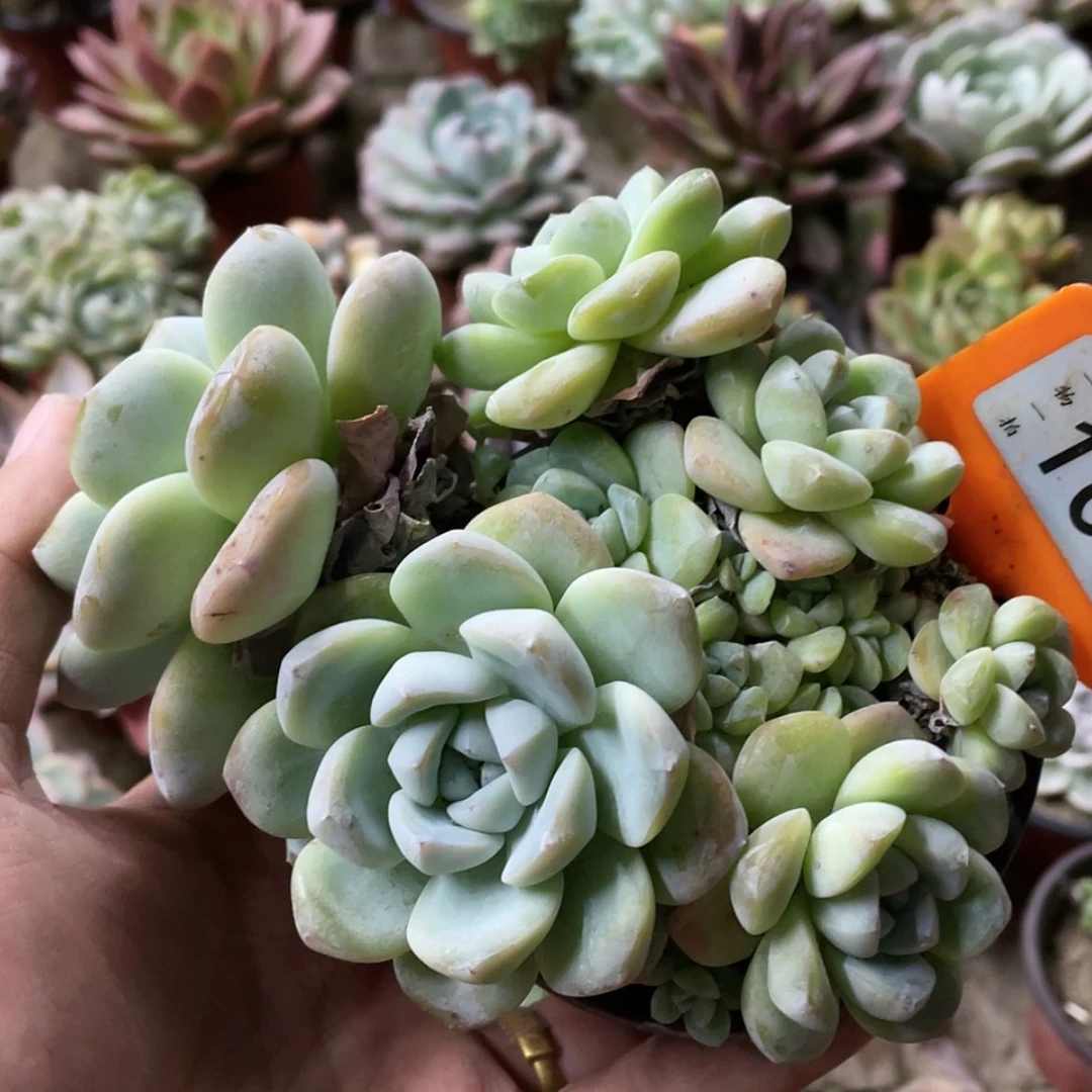 【闪购商品】普**人105号