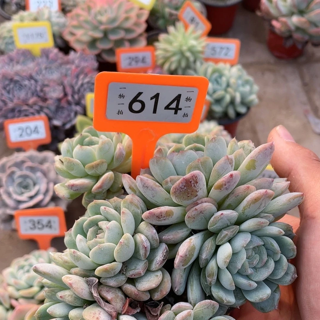 【闪购商品】614号散群