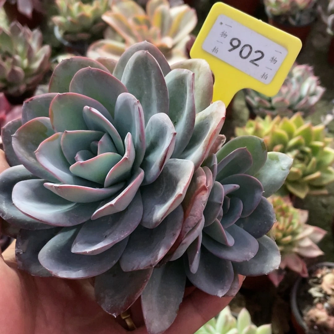 【闪购商品】S****1902号