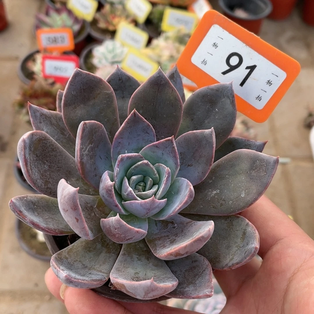 【闪购商品】91号的