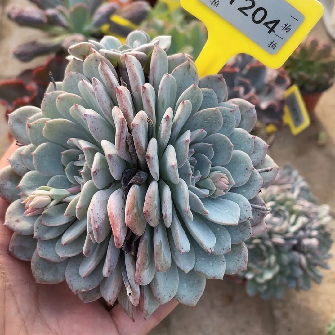 【闪购商品】1204号