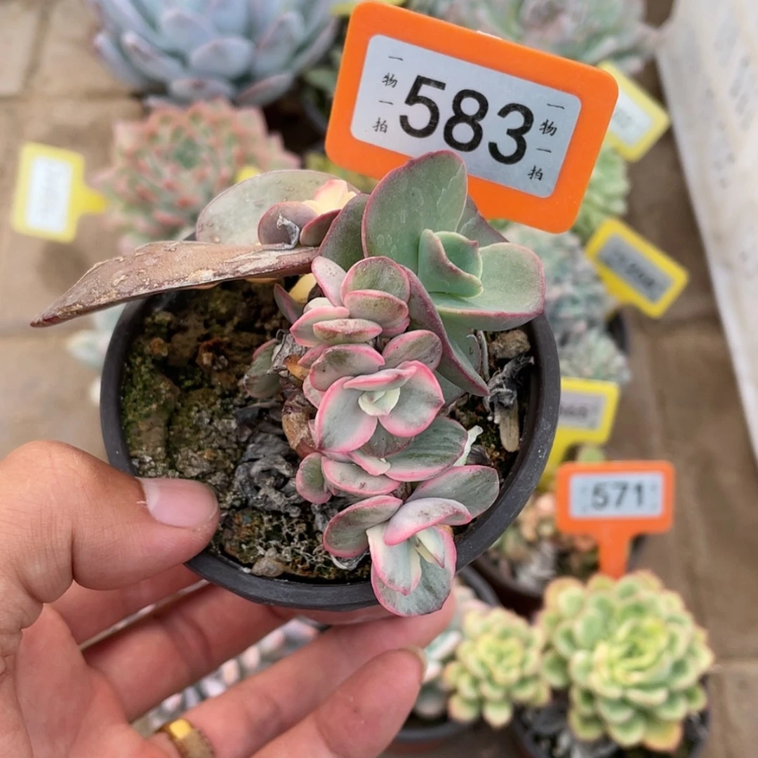 【闪购商品】西**心583号