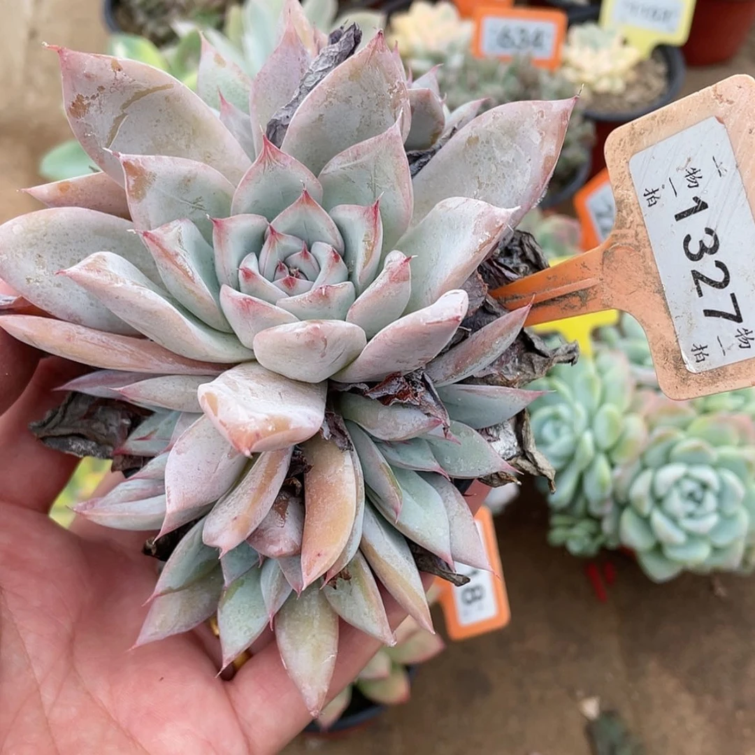 【闪购商品】1327号