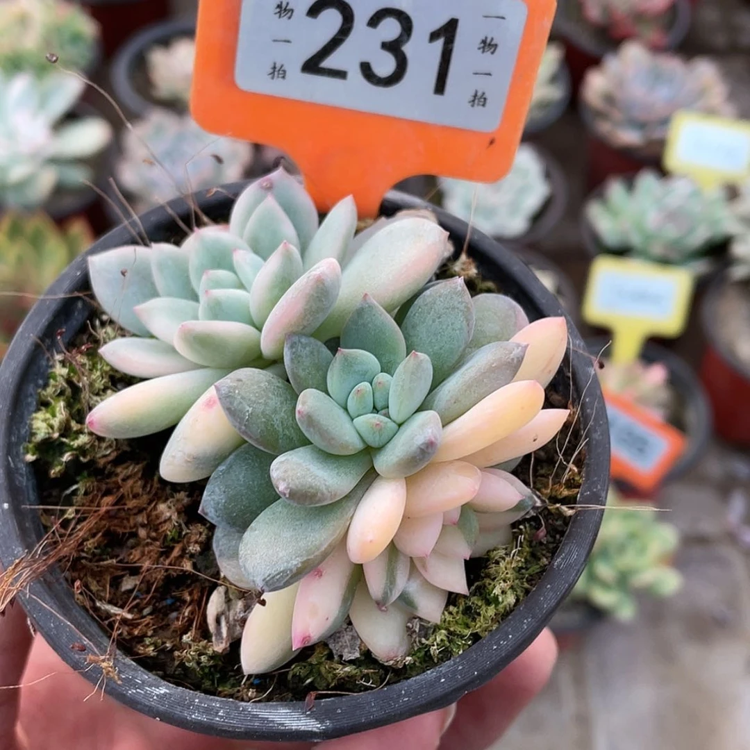 【闪购商品】231底座