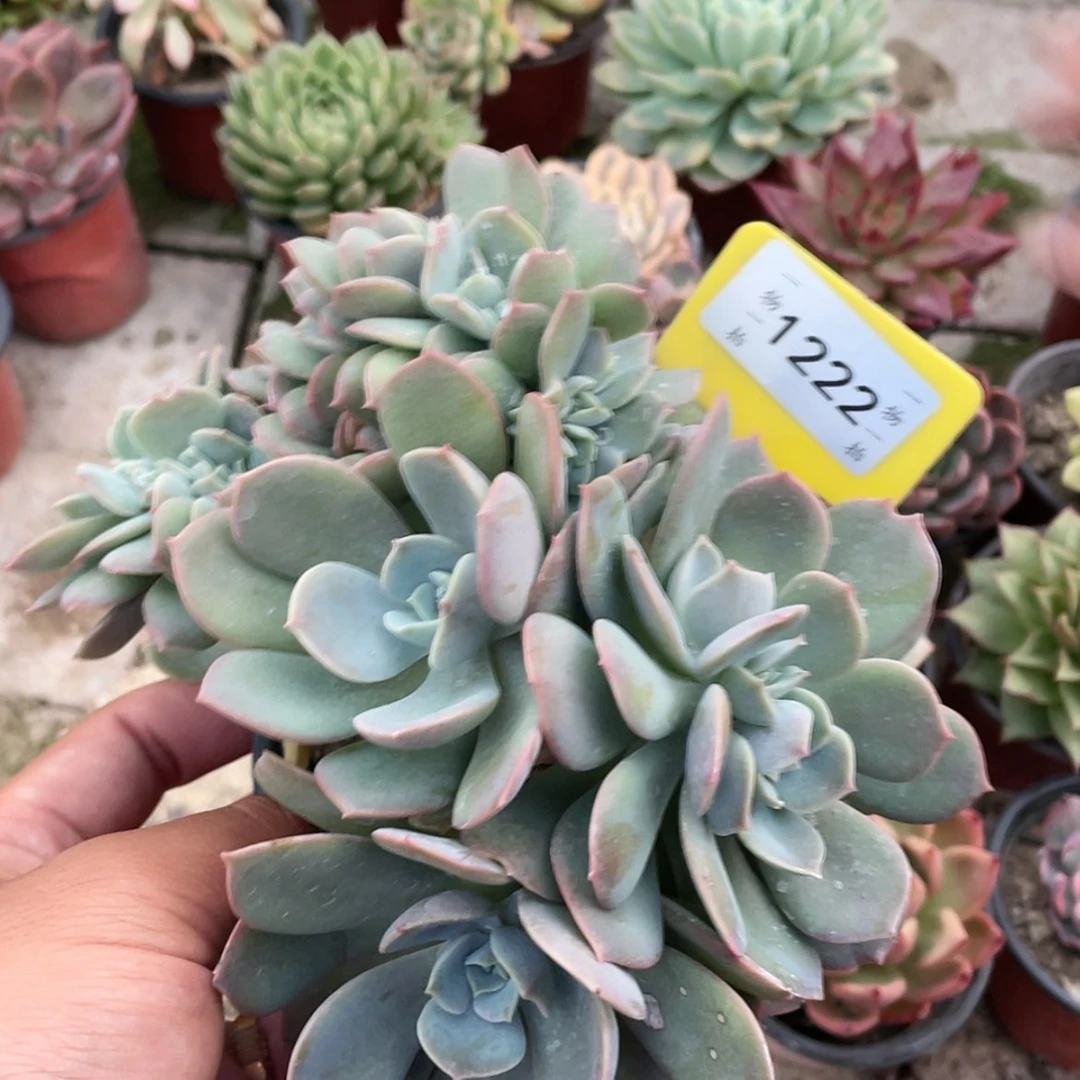 【闪购商品】满*肉1222号