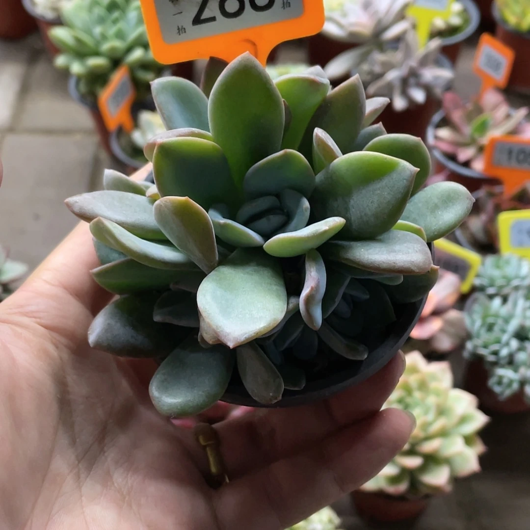 【闪购商品】一***1288号