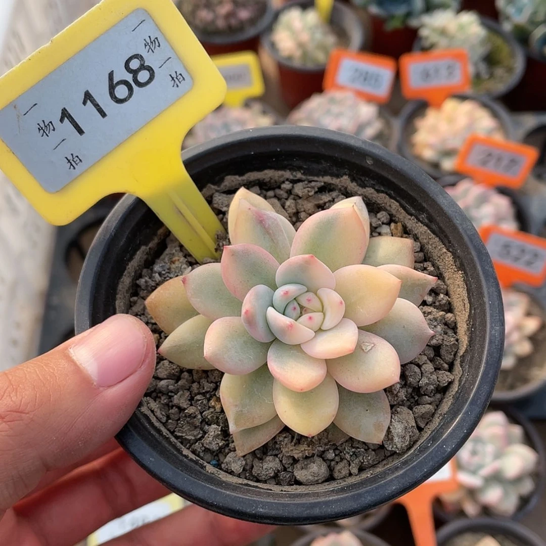【闪购商品】1168号