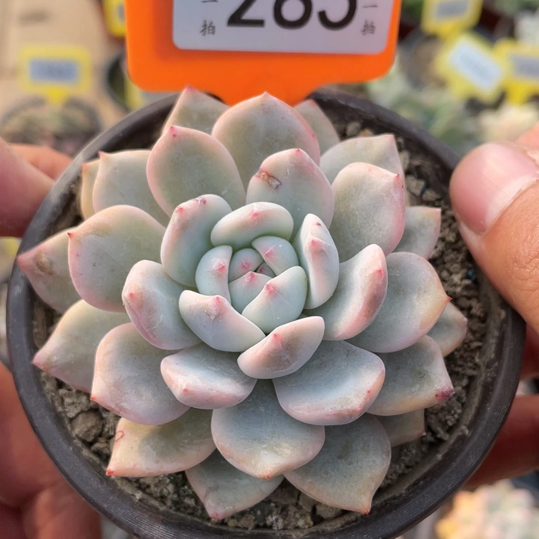 【闪购商品】285号