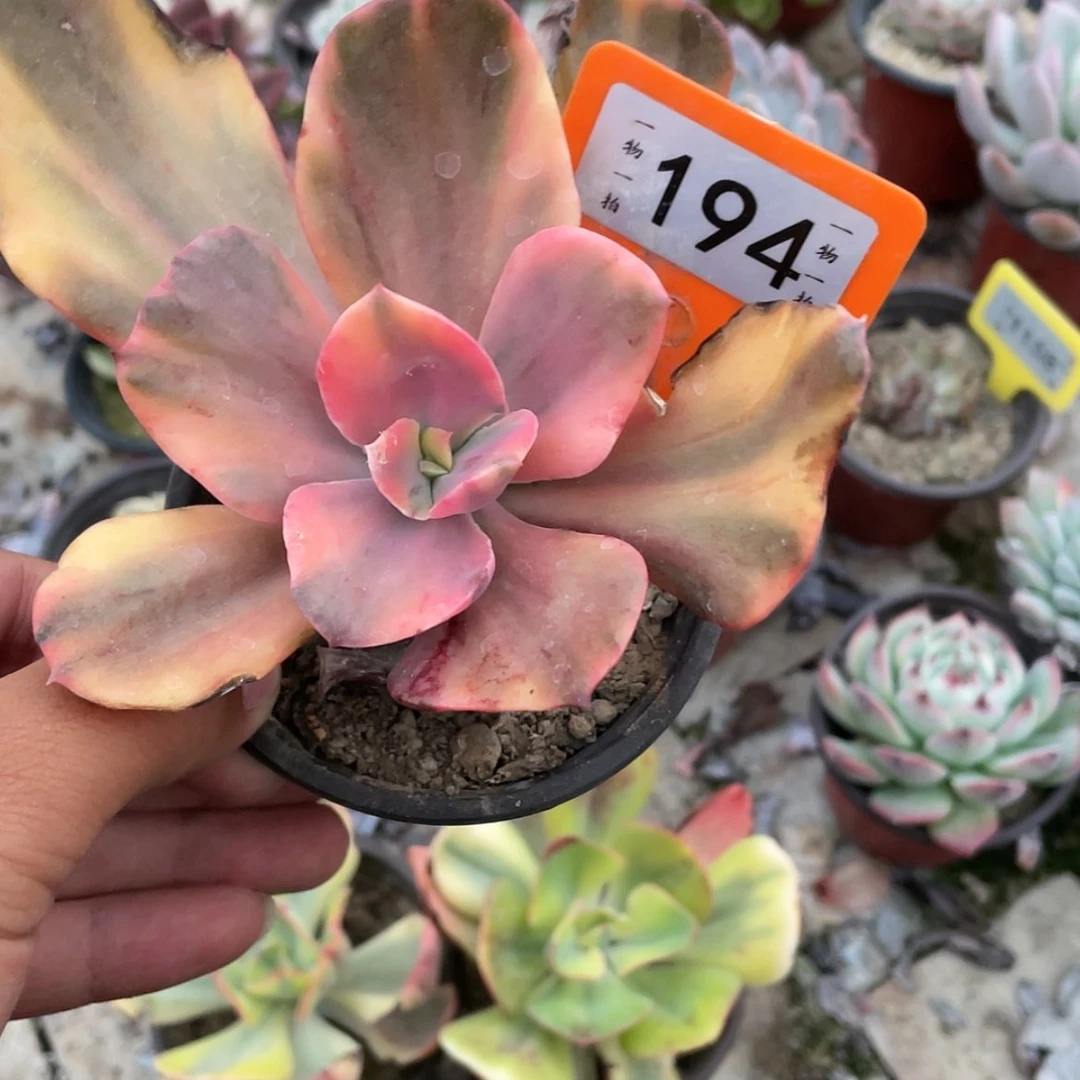 【闪购商品】小**学194号