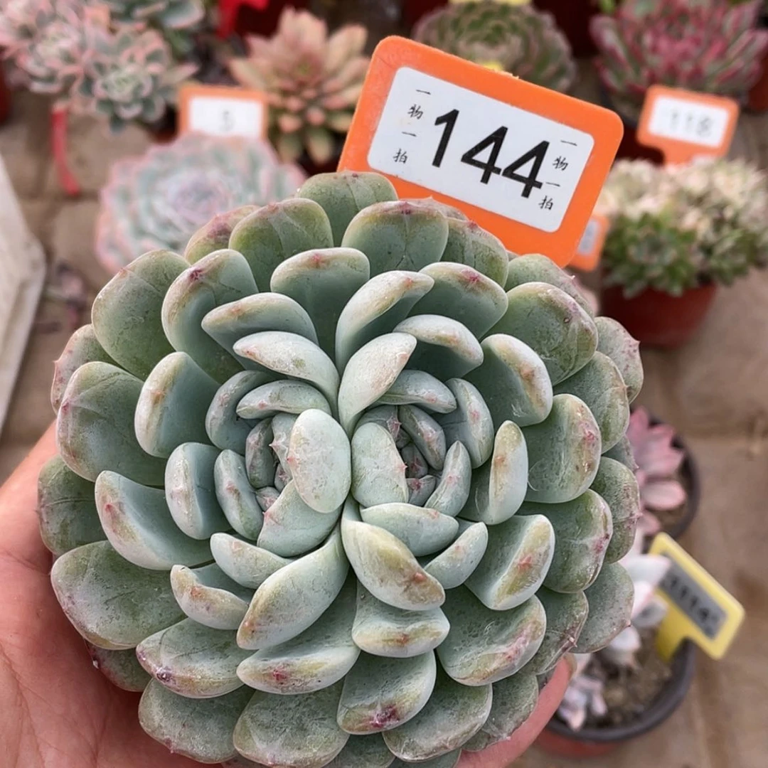 【闪购商品】144号