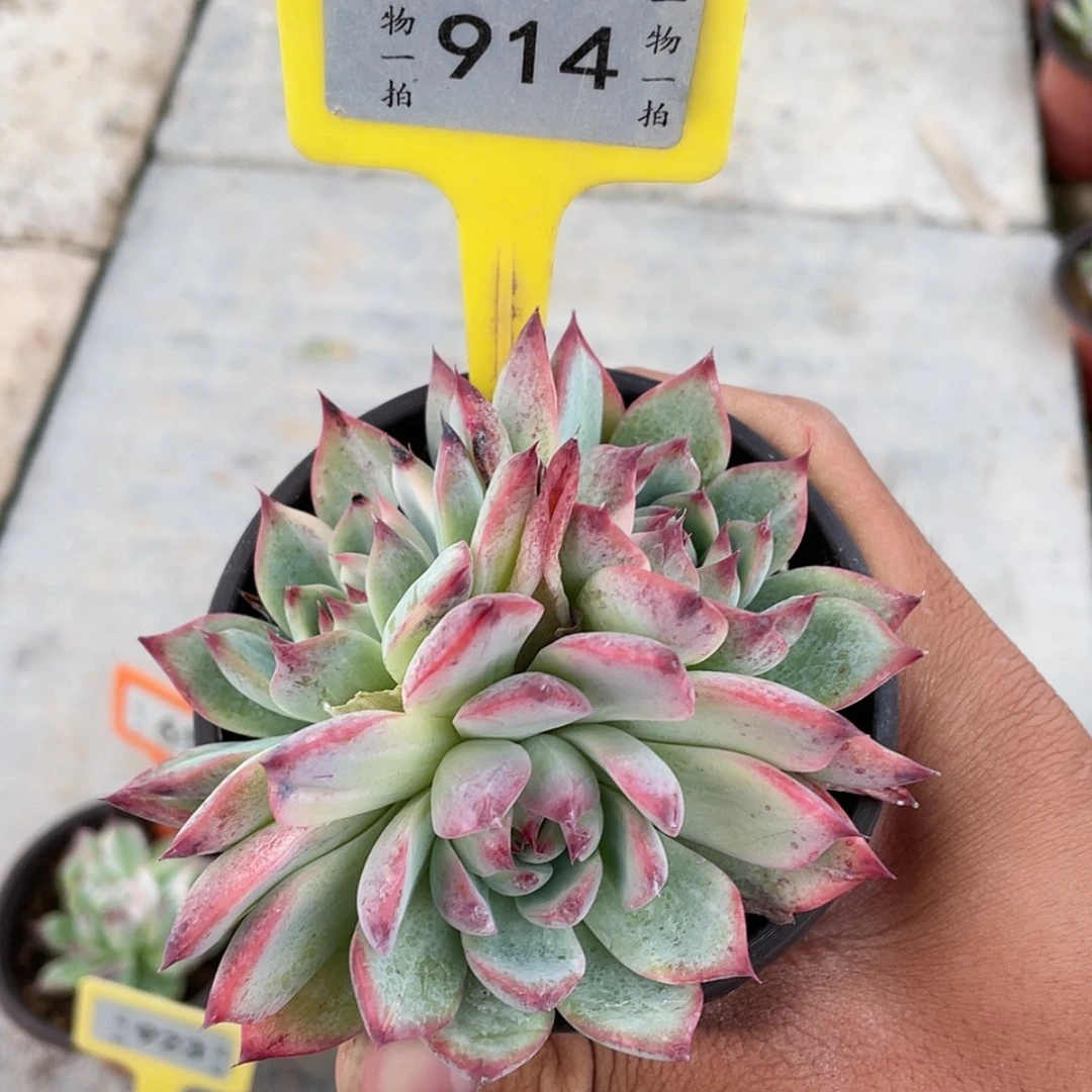 【闪购商品】914号