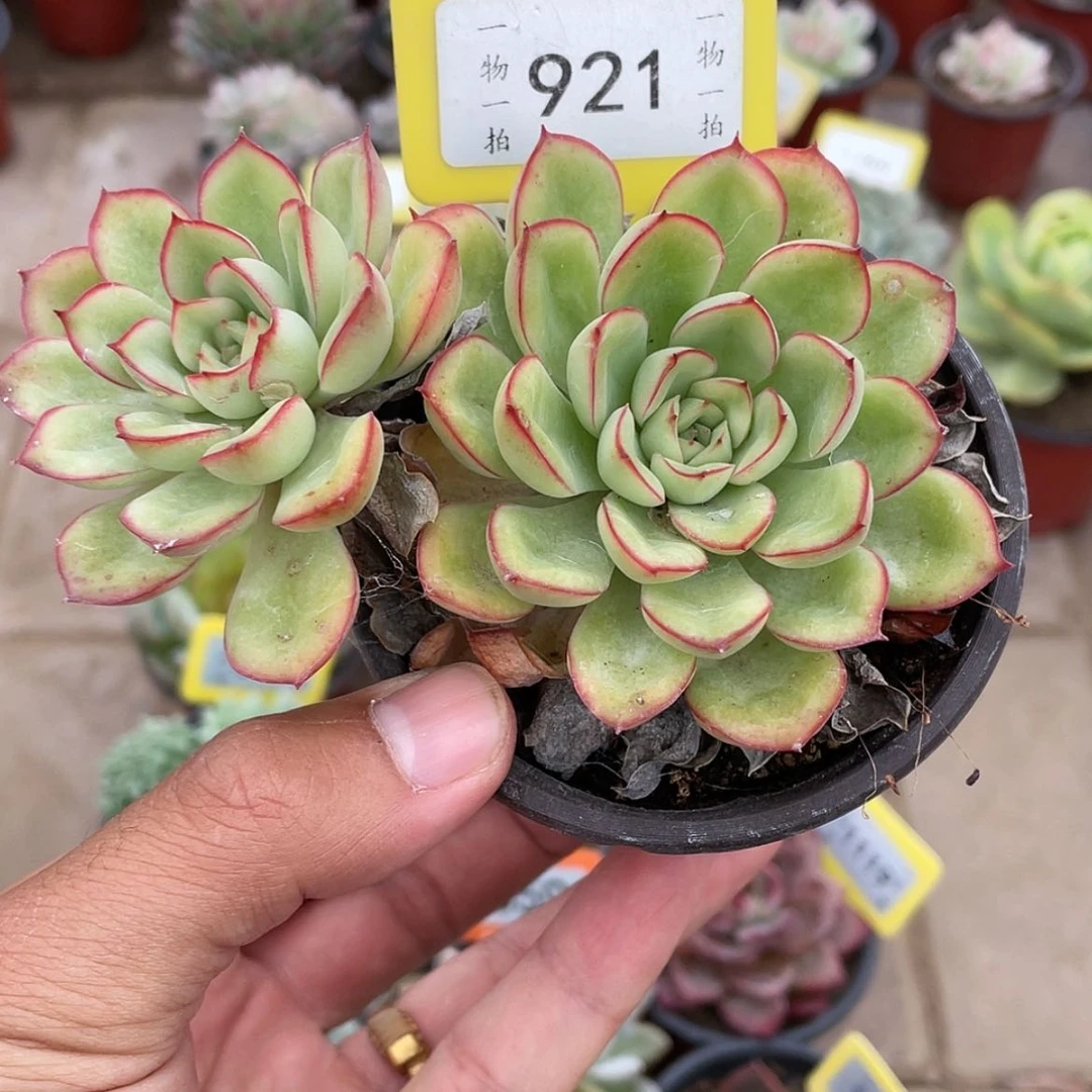 【闪购商品】921号