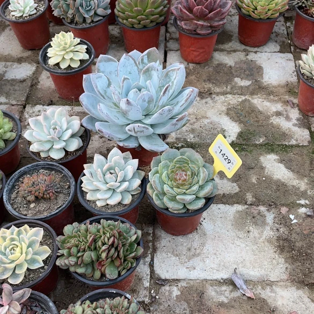 【闪购商品】?****财1429号