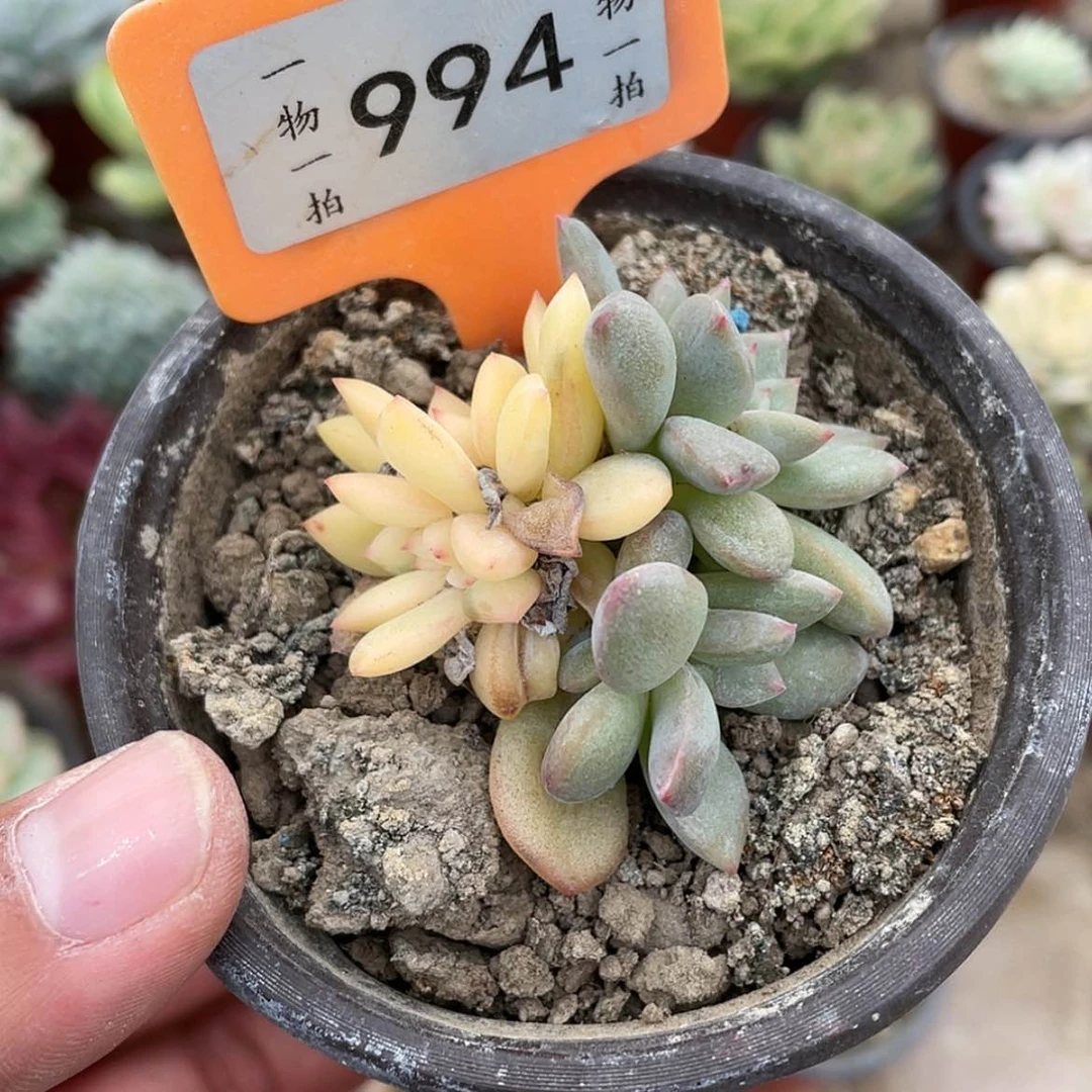 【闪购商品】994底座