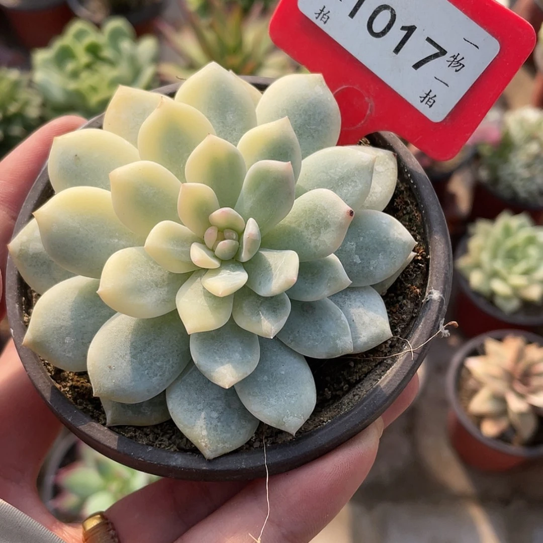 【闪购商品】1017号