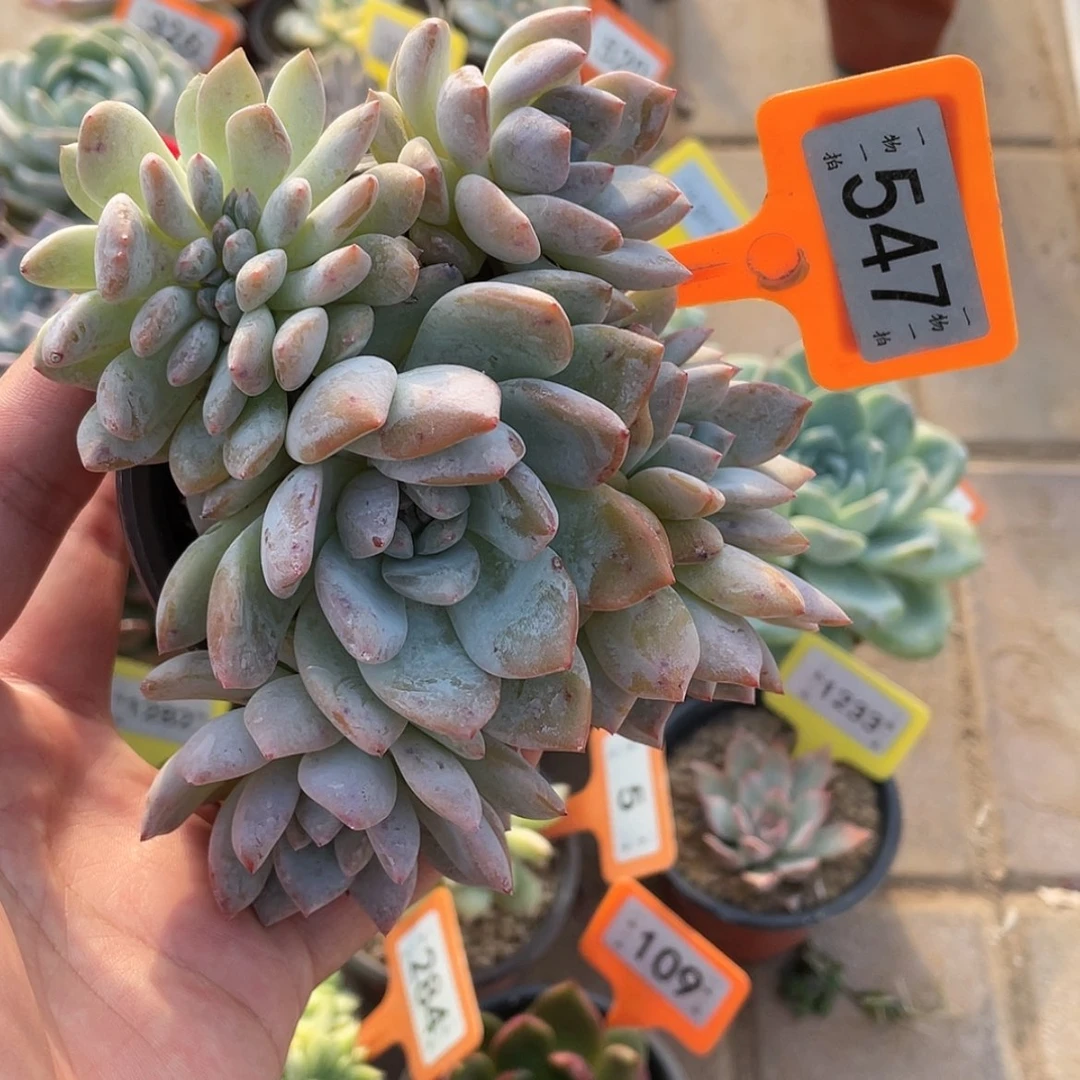 【闪购商品】547散群