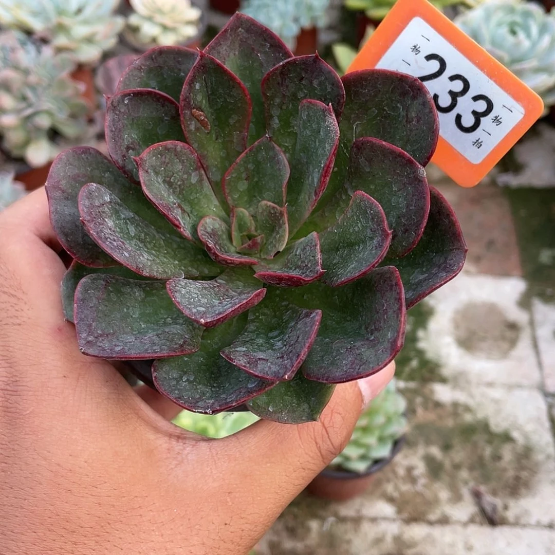 【闪购商品】陆*子233号