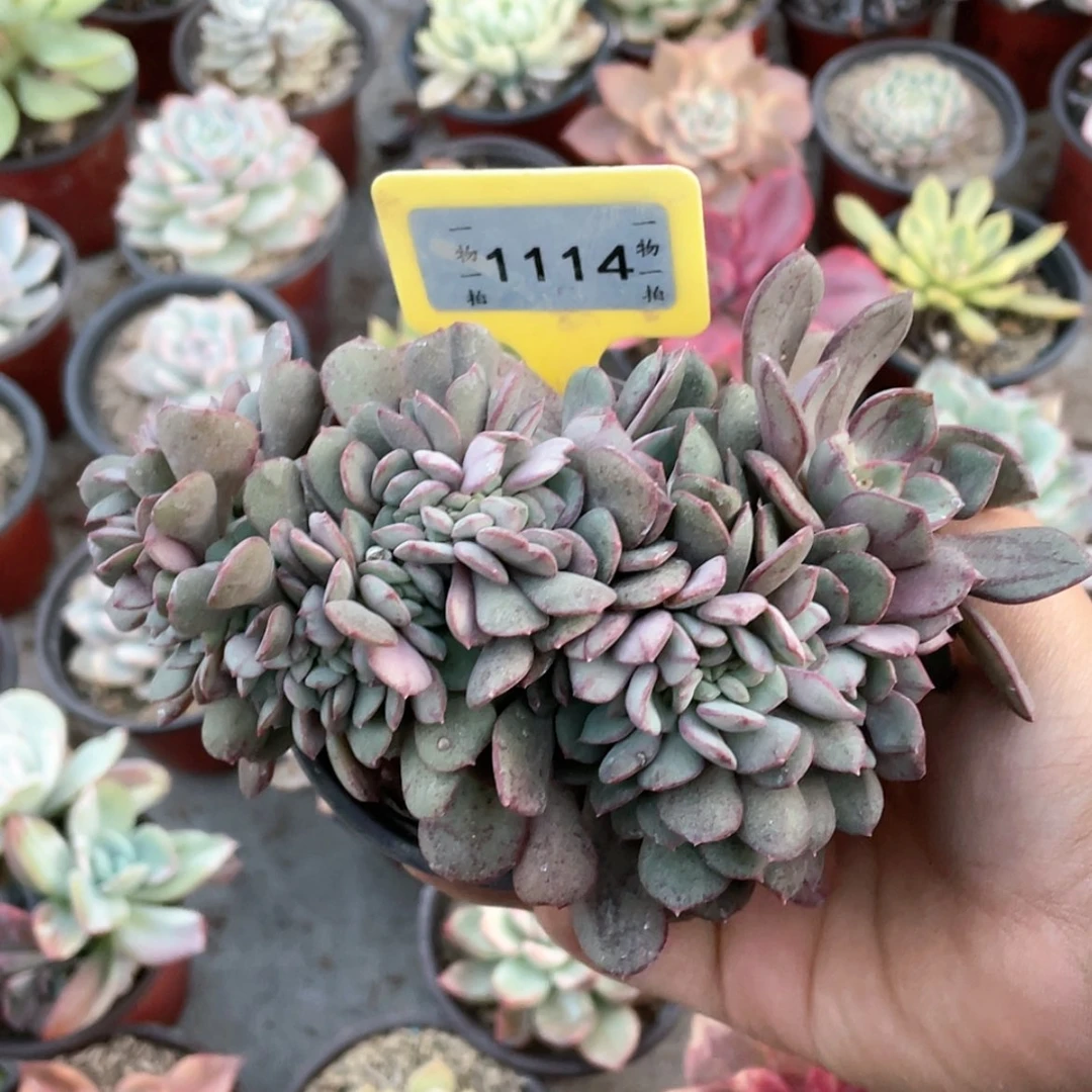 【闪购商品】西**心1114号