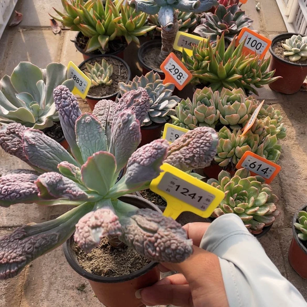 【闪购商品】1241号