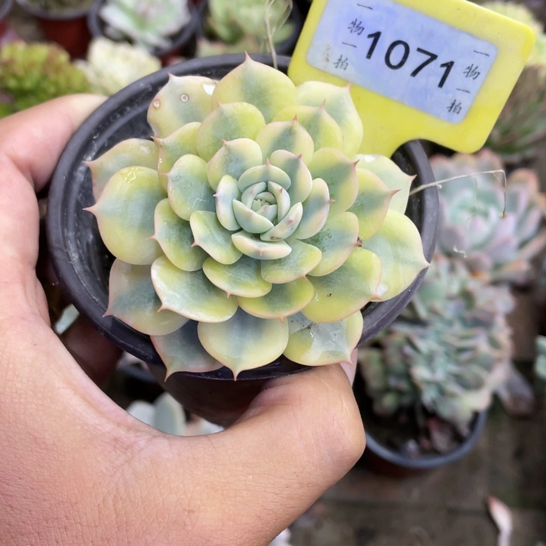 【闪购商品】钰****麻1071号