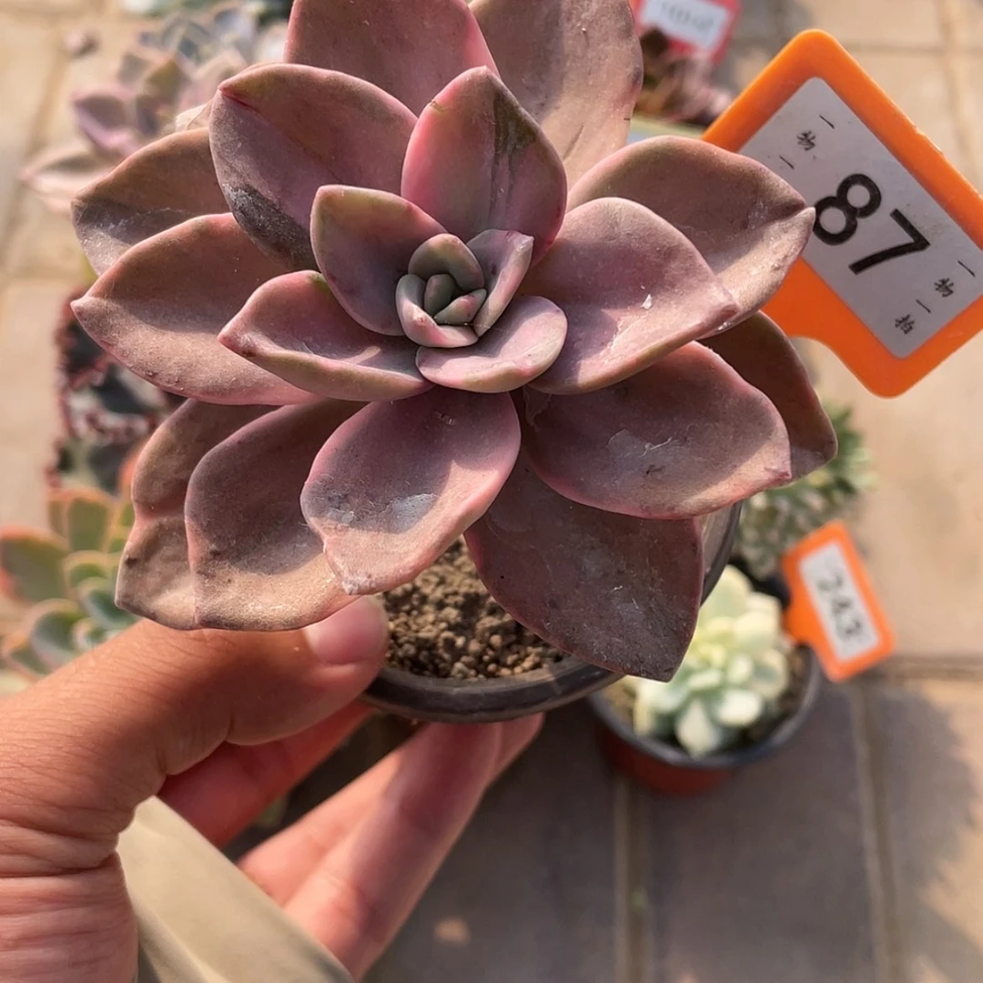 【闪购商品】87号的