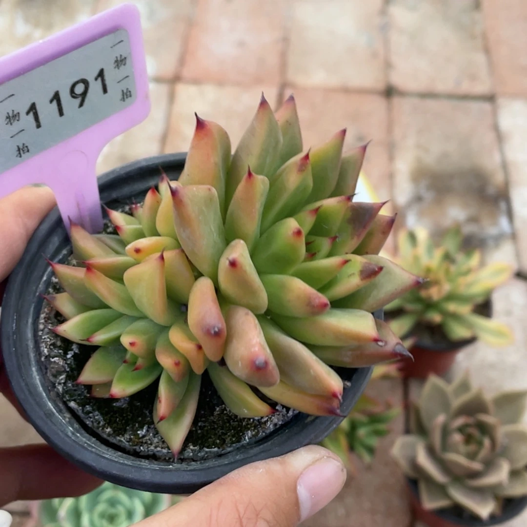 【闪购商品】西**心1191号