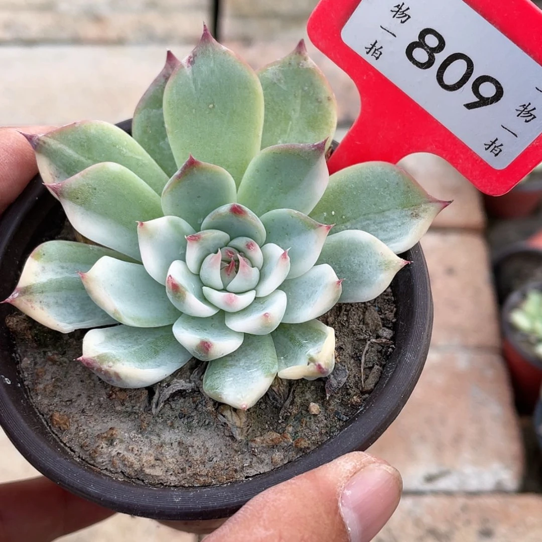 【闪购商品】809号