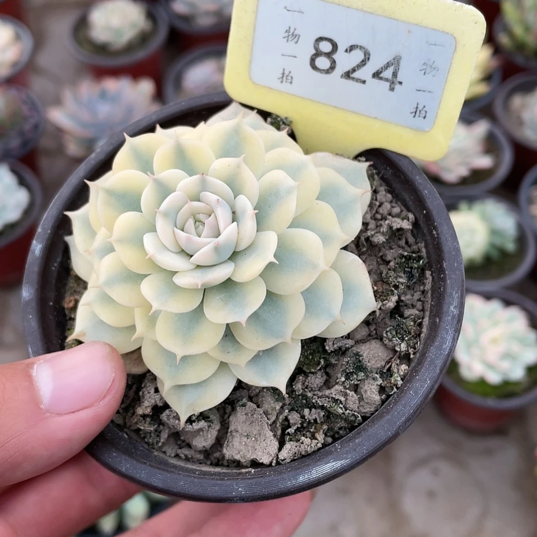 【闪购商品】揽*824号