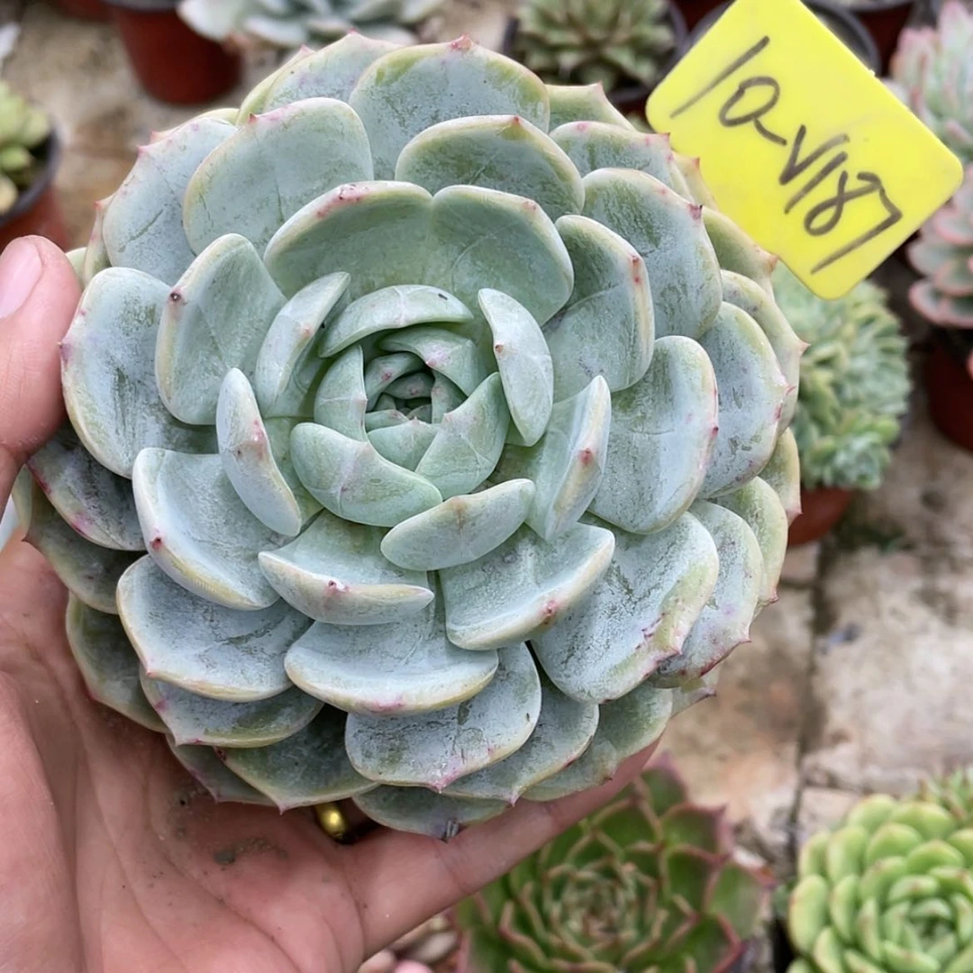 【闪购商品】沫**10-187号