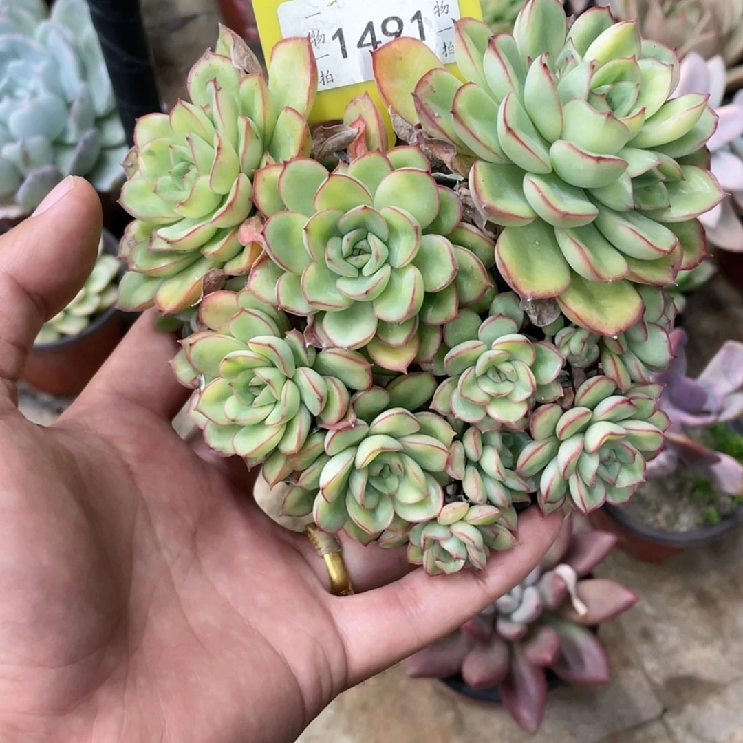 【闪购商品】o***o1491默认散群