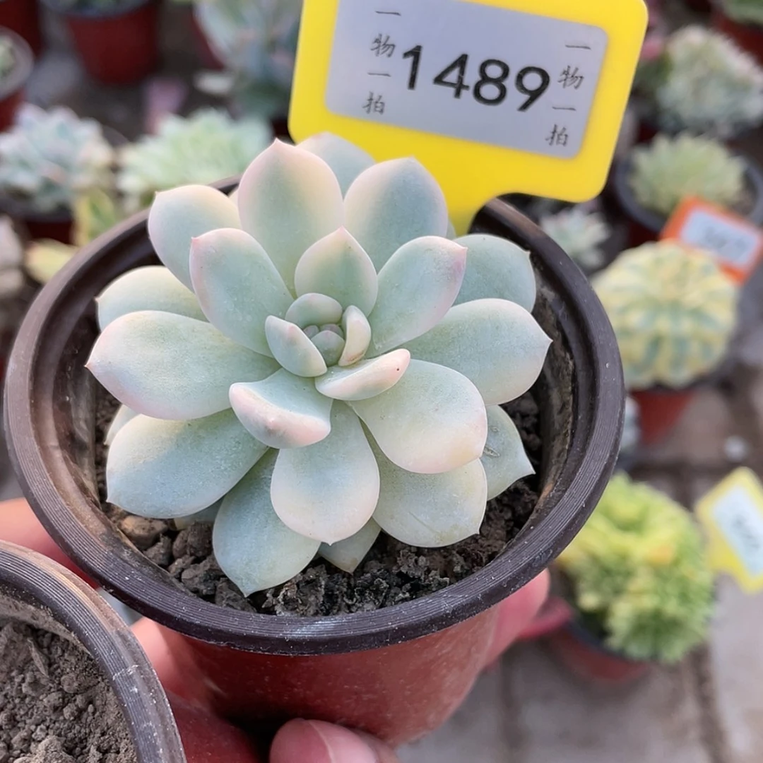 【闪购商品】1489号