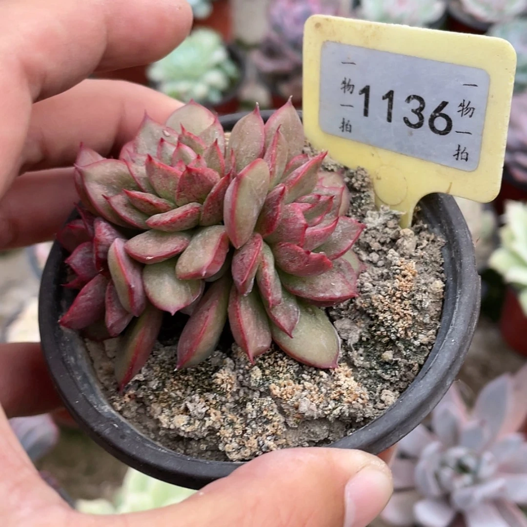 【闪购商品】拾**半1136号