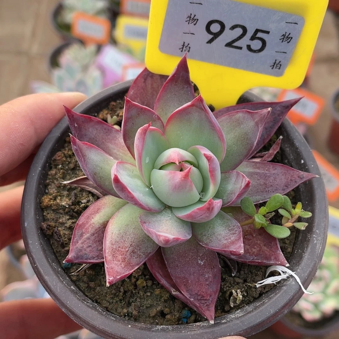 【闪购商品】925号