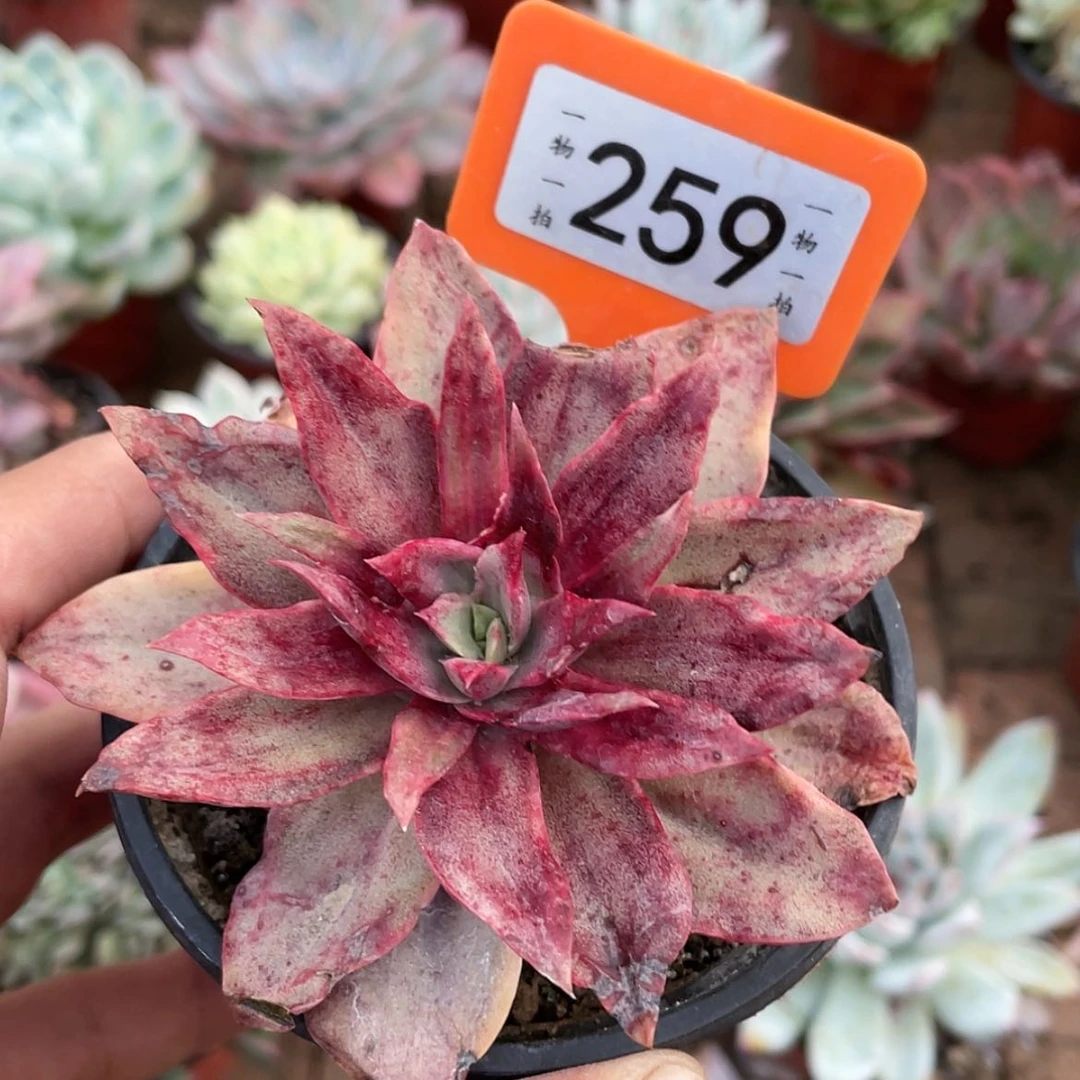 【闪购商品】普**人259号