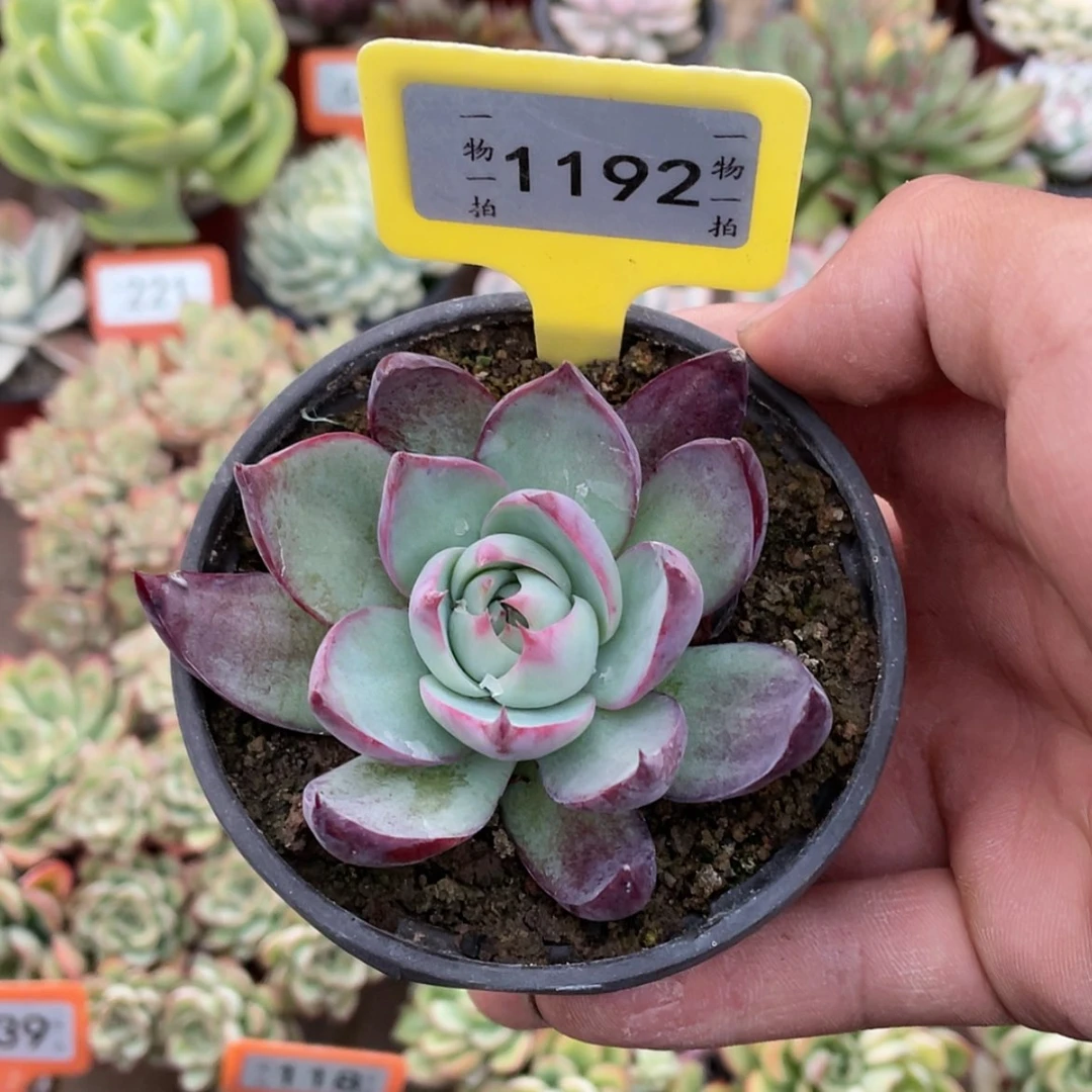 【闪购商品】1192号