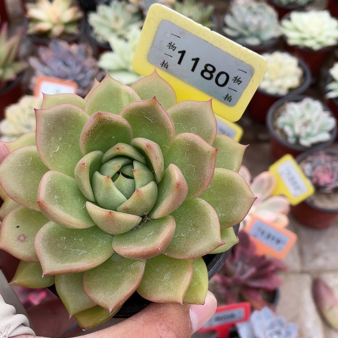 【闪购商品】1180号