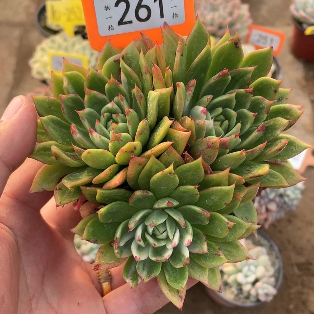 【闪购商品】261号