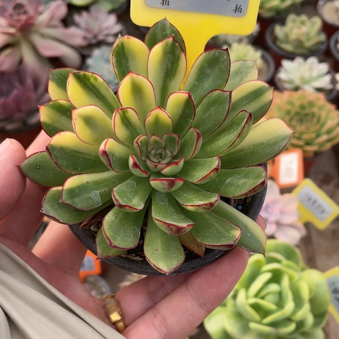 【闪购商品】1284佛拉门戈花锦