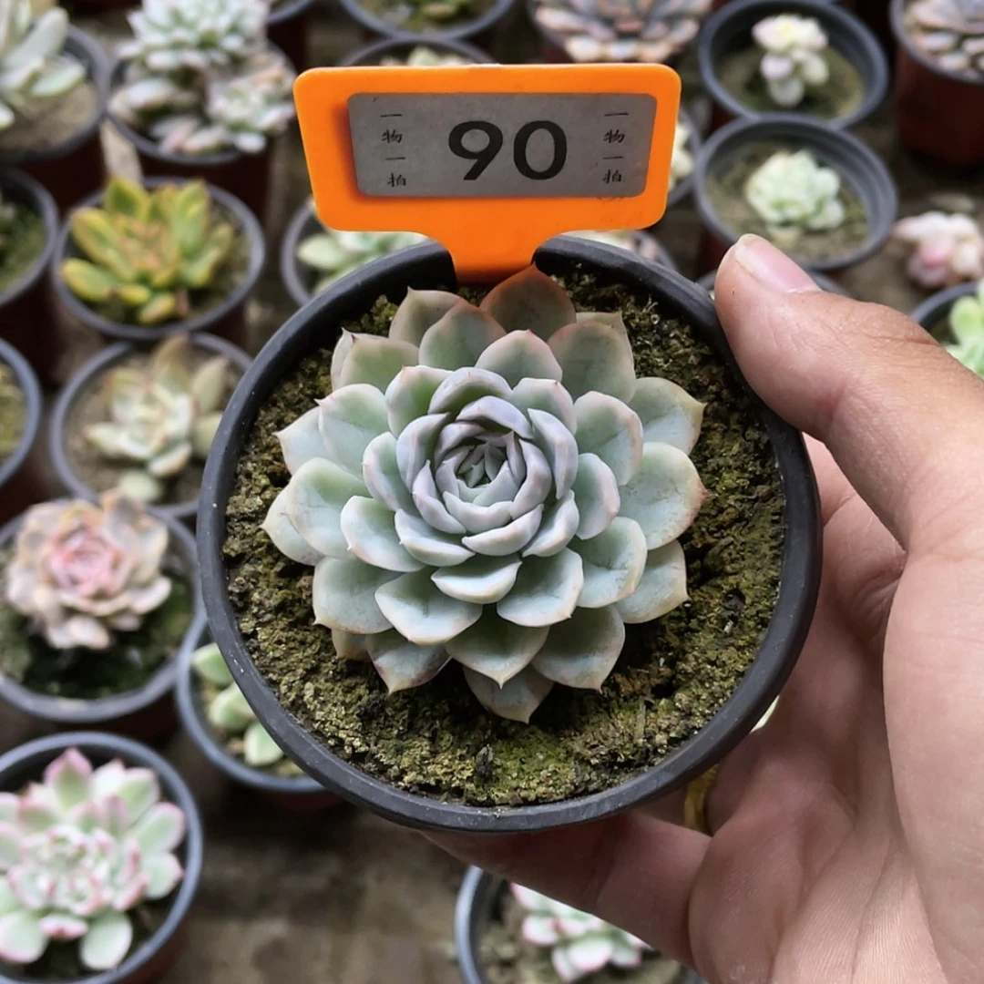 【闪购商品】c****e90号多肉