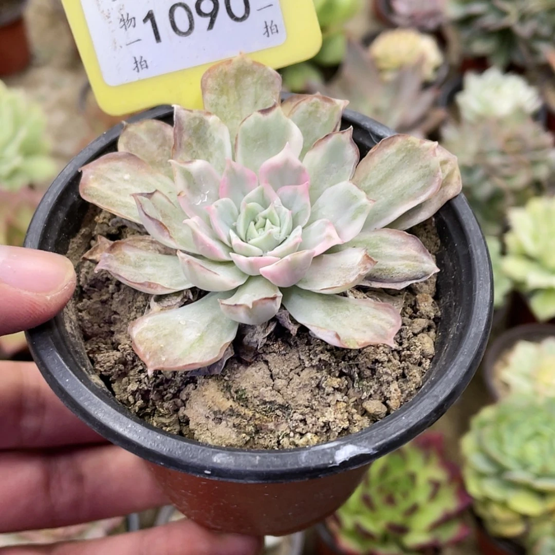 【闪购商品】←****的1090号