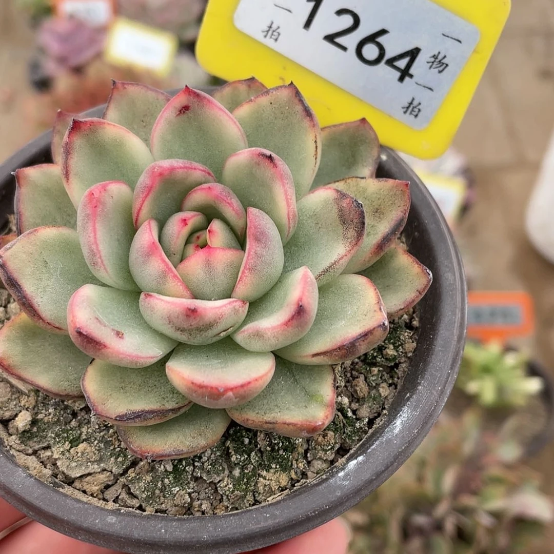 【闪购商品】1264拉霍亚锦