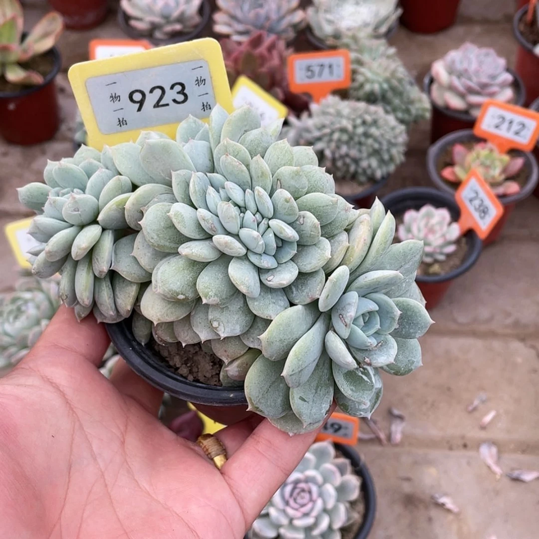 【闪购商品】西**心923号