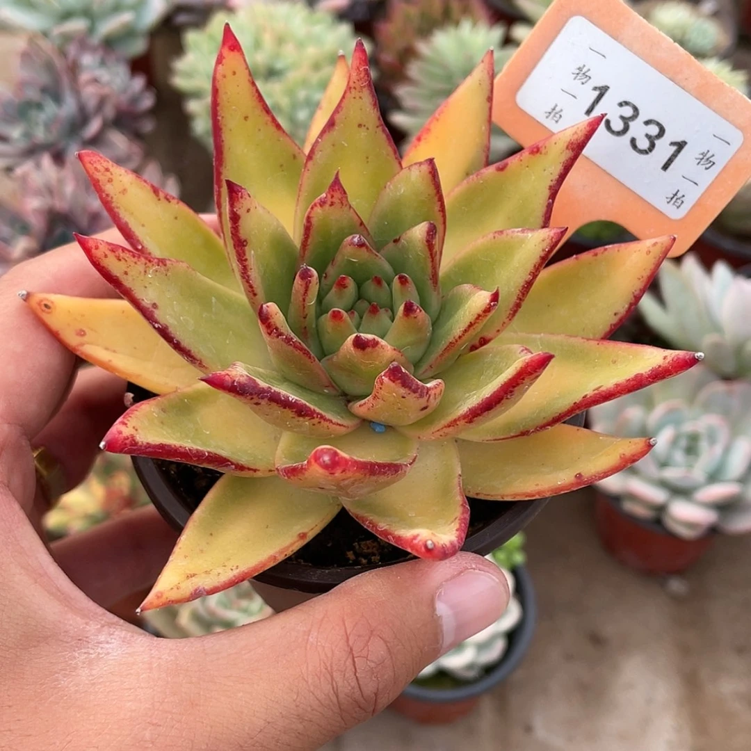 【闪购商品】1331黄金米勒