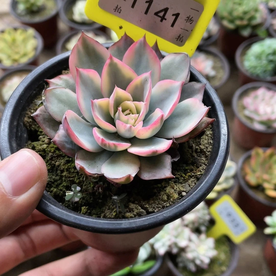 【闪购商品】风**雅1141号