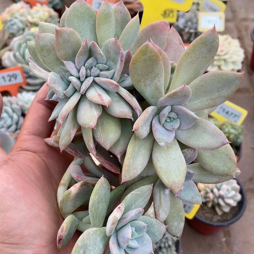 【闪购商品】西**心931号