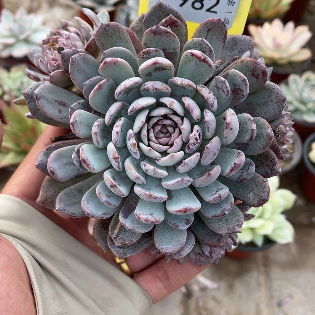 【闪购商品】982号