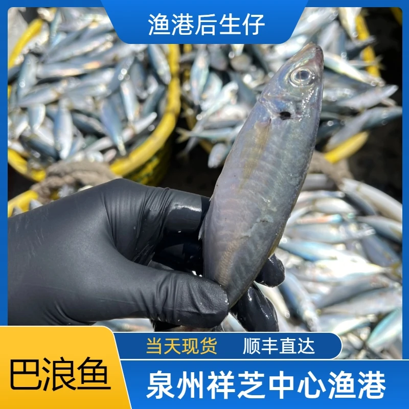 灯光巴浪鱼 10斤 泉州祥芝渔港野生船顺丰直达新鲜海鲜