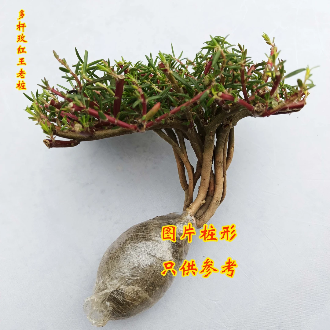 牡丹玫红王老桩重瓣太阳花植物 阳台庭院种植